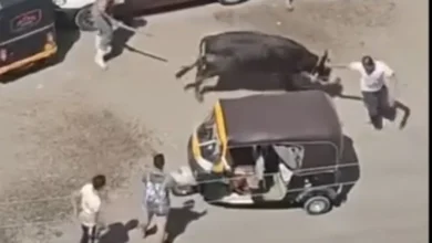 شاهد.. فيديو هروب عجل يثير الرعب في شوارع الإسكندرية