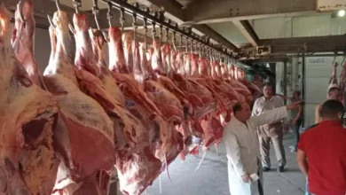 أسعار اللحوم اليوم في المجمعات التموينية