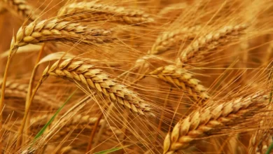 العراق يشتري 3.4 مليون طن من القمح