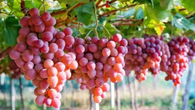 تعرف على فوائد العنب الأحمر والأخضر للجسم