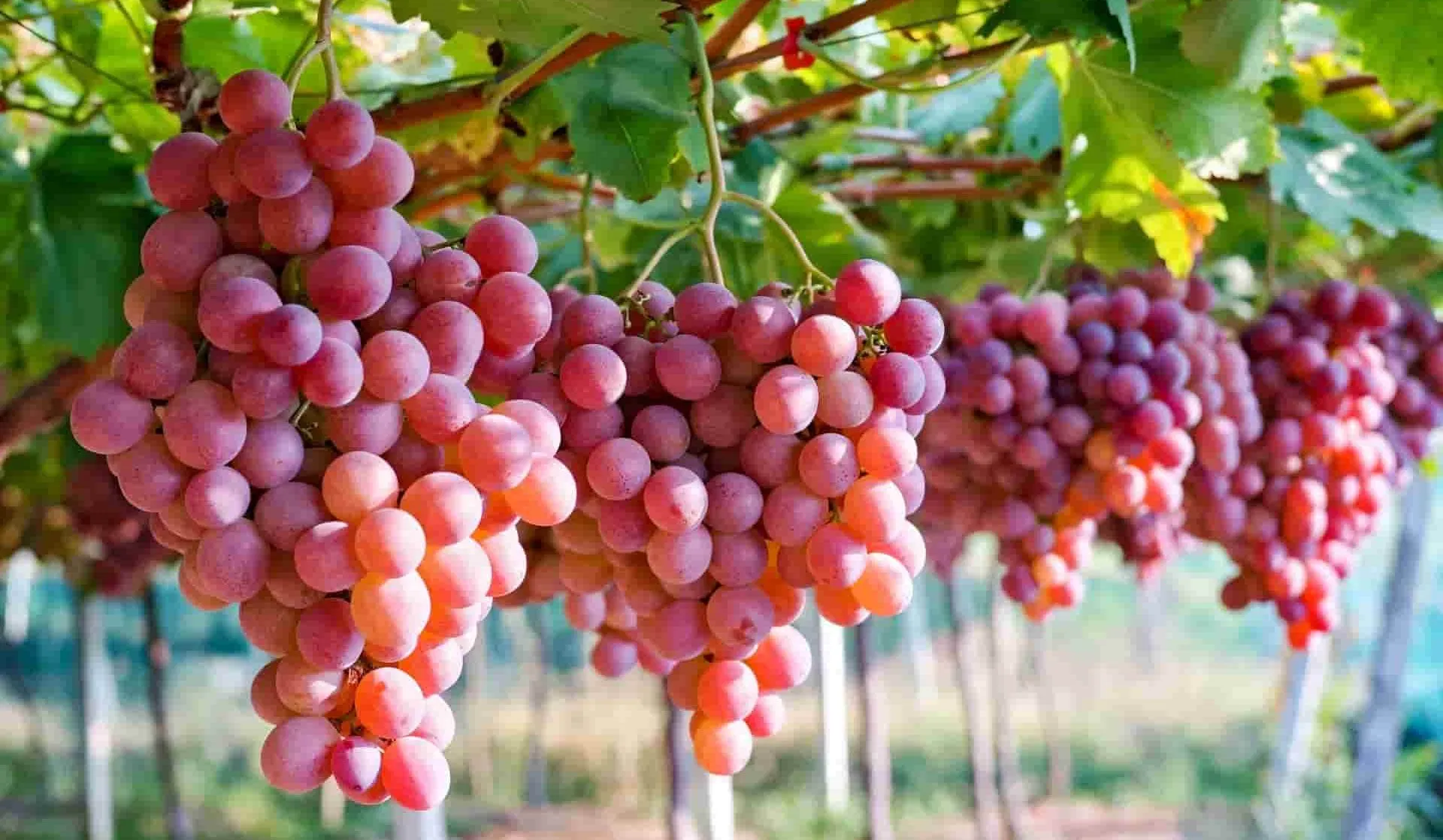 تعرف على فوائد العنب الأحمر والأخضر للجسم 1 تعرف على فوائد العنب الأحمر والأخضر للجسم