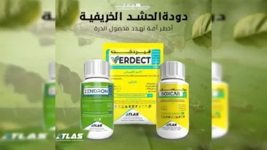 دودة الحشد الخريفية