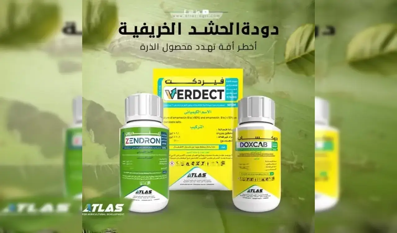 دودة الحشد الخريفية